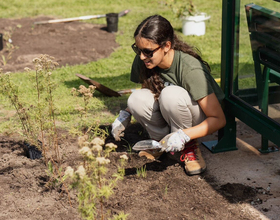 Mini Meadows broadens Syracuse’s biodiversity, 1 flower at a time