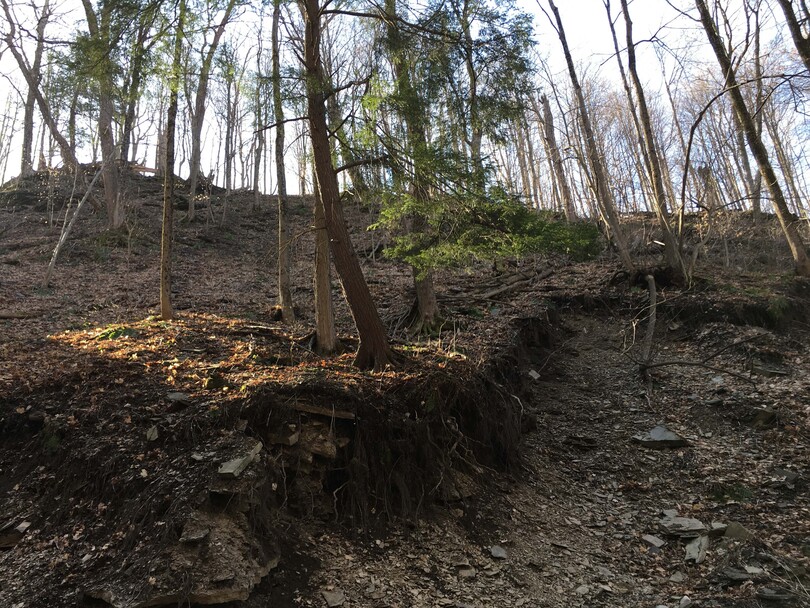 New York State Hemlock Initiative aims to control Eastern Hemlock infestation